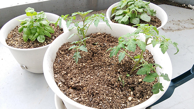 tomato01.jpg