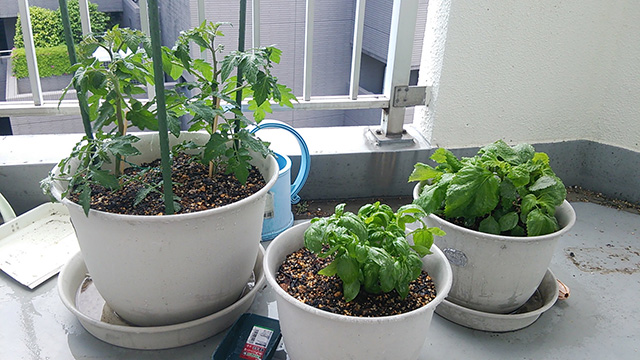 tomato02.jpg