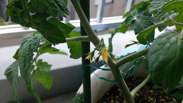 tomato03.jpg