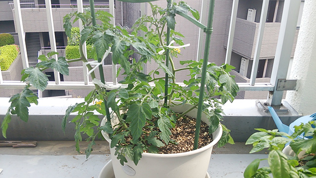 tomato04.jpg