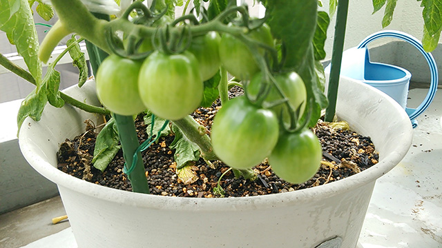 tomato05.jpg