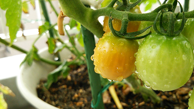 tomato06.jpg