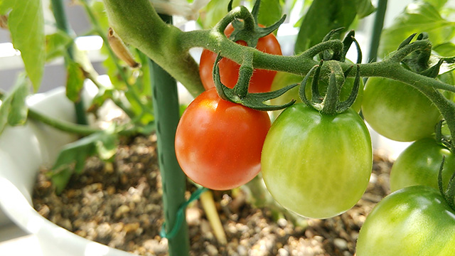tomato07.jpg